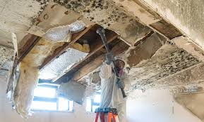 Environmental Consulting for Mold Prevention in Carolina Beach, NC